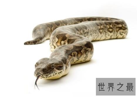 地球上最长的蛇,立起来足有五层楼那么高!