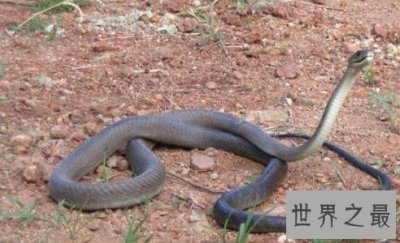 ​地球上最长的蛇，立起来足有五层楼那么高！