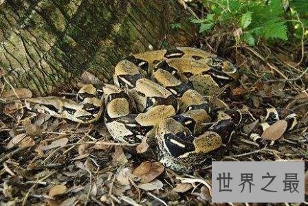 地球上最长的蛇,立起来足有五层楼那么高!