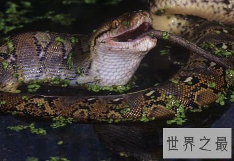 地球上最长的蛇,立起来足有五层楼那么高!
