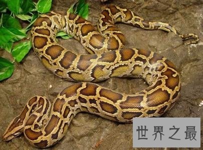 地球上最长的蛇,立起来足有五层楼那么高!