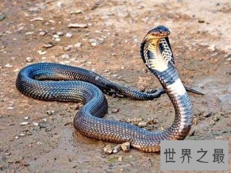 地球上最长的蛇,立起来足有五层楼那么高!