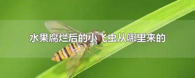 ​水果腐烂后的小飞虫从哪里来的 水果腐烂后的小飞虫从哪里来的呀