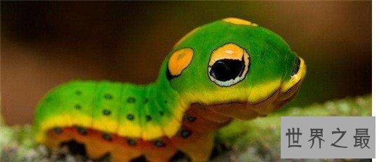 世界上最奇怪的10种昆虫 ，长的像凯蒂猫的毛毛虫