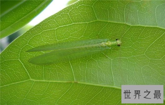 世界上最奇怪的10种昆虫 ，长的像凯蒂猫的毛毛虫