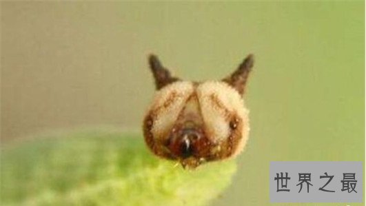 世界上最奇怪的10种昆虫 ，长的像凯蒂猫的毛毛虫