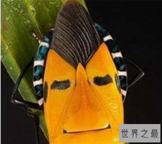 世界上最奇怪的10种昆虫 ，长的像凯蒂猫的毛毛虫