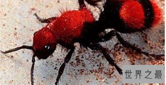 世界上最奇怪的10种昆虫 ，长的像凯蒂猫的毛毛虫