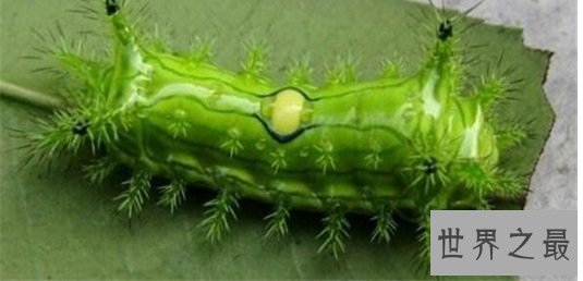 世界上最奇怪的10种昆虫 ，长的像凯蒂猫的毛毛虫