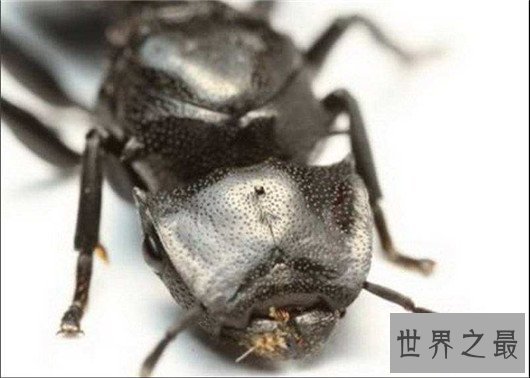 世界上最奇怪的10种昆虫 ，长的像凯蒂猫的毛毛虫