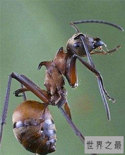 世界上最奇怪的10种昆虫 ，长的像凯蒂猫的毛毛虫