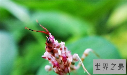 世界上最奇怪的10种昆虫 ，长的像凯蒂猫的毛毛虫