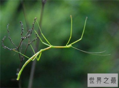 ​世界上最奇怪的10种昆虫 ，长的像凯蒂猫的毛毛虫