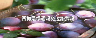 ​西梅是绿通吗免过路费吗