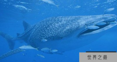 ​世界上最大的鲨鱼——鲸鲨 关于鲸鲨的知识