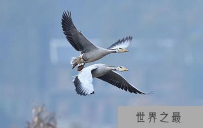 ​斑头雁,可在高度17680米的高空自由翱翔