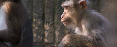 ​峨眉山的猴子叫什么猴 峨眉山有什么猴子