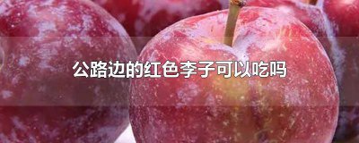 ​公路边的红色李子可以吃吗 公路边红色李子可以吃不