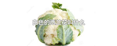​白色的西兰花叫什么? 白色的叫菜花还是西兰花