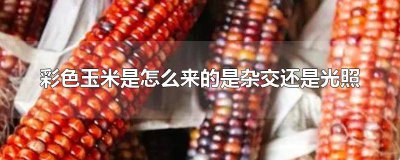 ​彩色玉米为什么是彩色 彩色玉米是怎么样来的