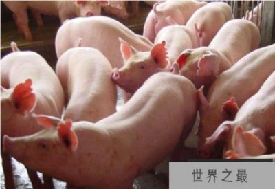 ​世界上哪里的猪最多？中国养殖3亿多头