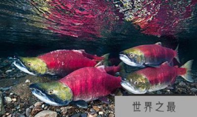 ​大马哈鱼是不是三文鱼？它们之间有什么关系？