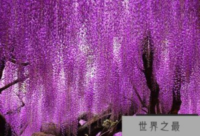 ​世界上十大最美丽的树木,雪人,排名第一