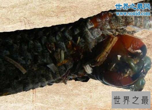 世界十大巨型怪物,巨型蜈蚣(可咬破蛇腹)