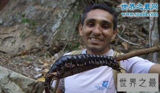 世界十大巨型怪物,巨型蜈蚣(可咬破蛇腹)