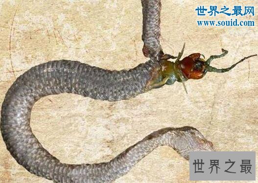 世界十大巨型怪物,巨型蜈蚣(可咬破蛇腹)