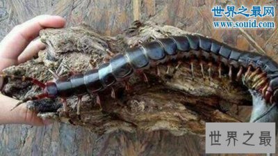​世界十大巨型怪物，巨型蜈蚣(可咬破蛇腹)
