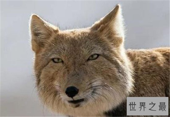 世界上最丑的狐狸，没错就是它——藏狐