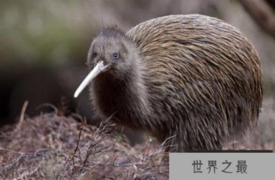 ​世界上唯一一种没有翅膀的鸟，几维鸟是新西兰的国鸟