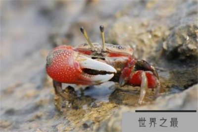 ​世界上最会变色的蟹，招潮蟹一天变八个颜色