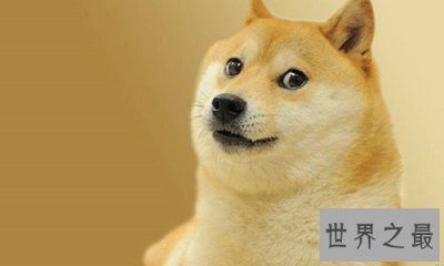 ​我是柴犬，你们经常把我跟秋田犬搞混，没错就是那个叫八公的家伙