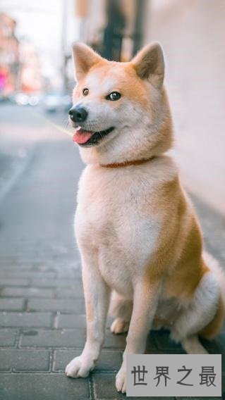 我是柴犬，你们经常把我跟秋田犬搞混，没错就是那个叫八公的家伙