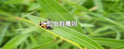 ​四颗星的瓢虫有毒吗 五星瓢虫有毒