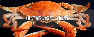 ​梭子蟹有点咸有点面怎么回事 梭子蟹有点咸怎么回事