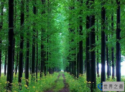 ​中国最稀有的十大植物 银杏树是树中的老寿星