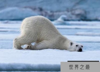 ​南极有北极熊吗，没有(在熊出现以前南极大陆就已经分离)