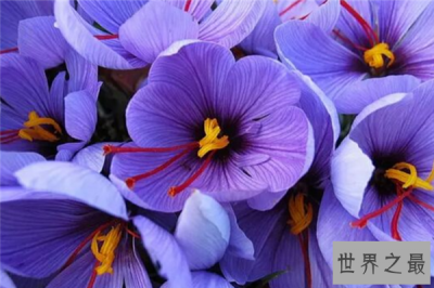 ​世界上最珍贵的花排行榜 世界上有哪些珍贵的花朵