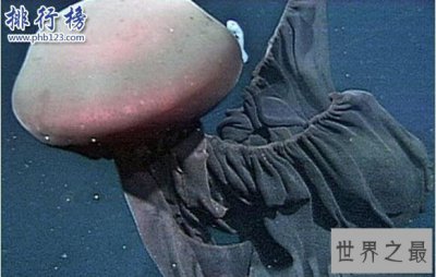 ​深海最恐怖的生物：冥河水母极像摄魂怪(体长可达11米)