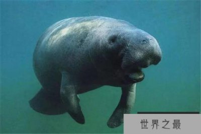 ​世界上寿命最长的海牛，年龄已经70多岁