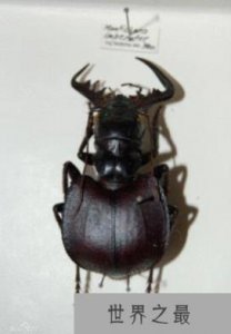 ​世界上最大的食肉甲虫，大王虎甲(能够轻松捕食
