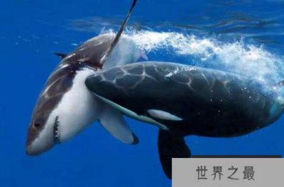 ​鲨鱼为什么不吃鲸鱼？一头蓝鲸相当于100头鲨鱼