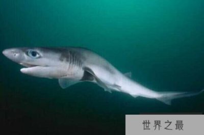 ​世界十大现存史前鱼类：第一名皱鳃鲨，大白鲨上榜