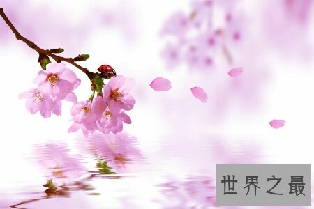 桃月是几月呢 桃月是不是人们吃桃子的月份呢