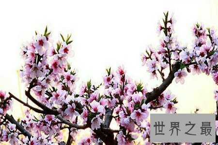 桃月是几月呢 桃月是不是人们吃桃子的月份呢