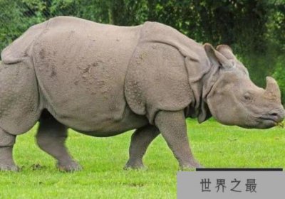 ​世界上十大珍稀动物 斑鳖中国一级保护动物(仅剩两只)