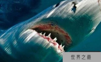 ​世界上最可怕的三大鲨鱼，凶猛的大白鲨榜上有名排第一